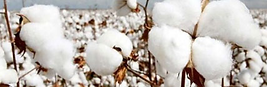 Organic cotton
